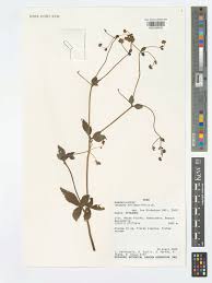 Attēlu rezultāti vaicājumam “Pulsatilla pratensis leaf”