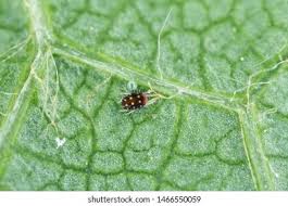 Attēlu rezultāti vaicājumam “Panonychus”