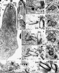 Attēlu rezultāti vaicājumam “Symphytocarpus impexus sessile”