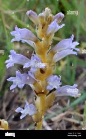 Attēlu rezultāti vaicājumam “Orobanche coerulescens flower”