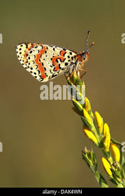 Attēlu rezultāti vaicājumam “Melitaea phoebe underside”