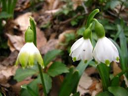 Attēlu rezultāti vaicājumam “Leucojum vernum var. carpathicum”