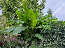 Attēlu rezultāti vaicājumam “Telekia speciosa leaf”
