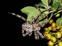 Attēlu rezultāti vaicājumam “Araneus diadematus”
