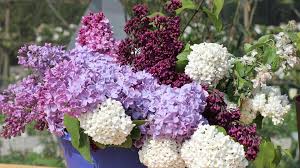 Image result for flieder