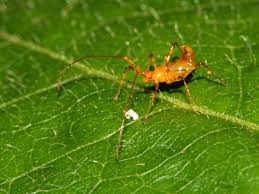Attēlu rezultāti vaicājumam “Macrosteles sp. nymph”