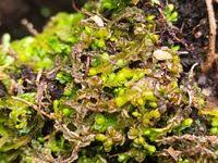 Attēlu rezultāti vaicājumam “Jungermannia sphaerocarpa”