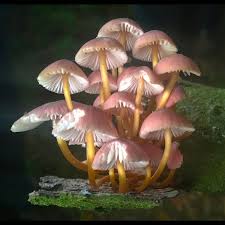 Attēlu rezultāti vaicājumam “Mycena renati”