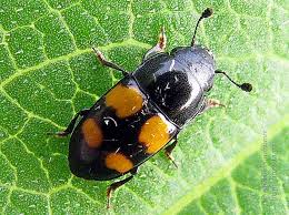 Attēlu rezultāti vaicājumam “Glischrochilus hortensis”