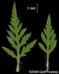 Attēlu rezultāti vaicājumam “Ambrosia artemisiifolia leaf”