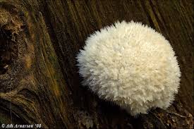 Attēlu rezultāti vaicājumam “Postia”