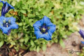 Attēlu rezultāti vaicājumam “Gentiana cruciata flower”
