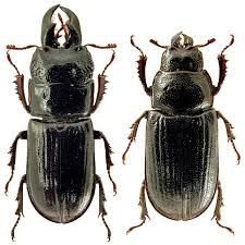 Attēlu rezultāti vaicājumam “Ceruchus chrysomelinus larva”