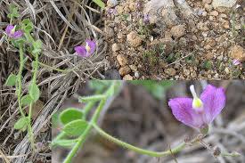 Attēlu rezultāti vaicājumam “Polygalaceae”