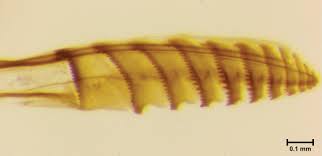 Attēlu rezultāti vaicājumam “Diprionidae cocoon”