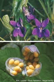 Attēlu rezultāti vaicājumam “Viola hirta flower”