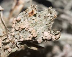 Attēlu rezultāti vaicājumam “Tremella ramalinae”