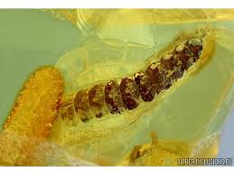 Attēlu rezultāti vaicājumam “Cerambycidae larva”