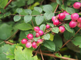 Attēlu rezultāti vaicājumam “Symphoricarpos x chenaultii”