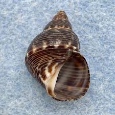 Attēlu rezultāti vaicājumam “Scapania lingulata”