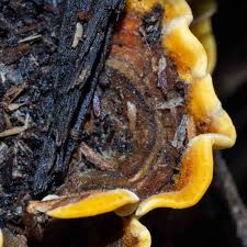 Attēlu rezultāti vaicājumam “Stereum hirsutum”