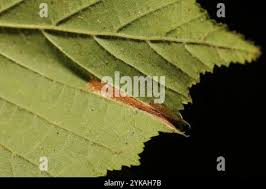 Attēlu rezultāti vaicājumam “Phyllonorycter nicellii”