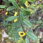 Attēlu rezultāti vaicājumam “Salix myrtilloides leaf”