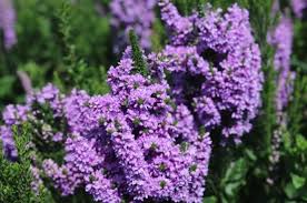 Attēlu rezultāti vaicājumam “Veronica longifolia bud”