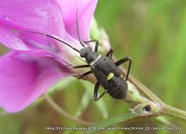 Attēlu rezultāti vaicājumam “Capsodes gothicus”