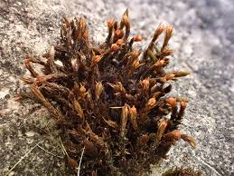 Attēlu rezultāti vaicājumam “Schistidium dupretii”