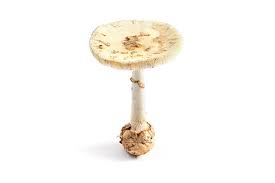 Attēlu rezultāti vaicājumam “Amanita citrina”