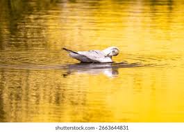 Attēlu rezultāti vaicājumam “Larus ridibundus juvenile”