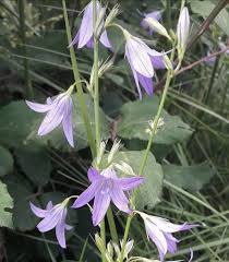 Image result for Campanula rapunculus