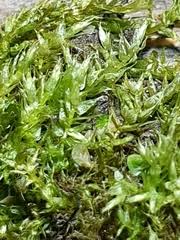 Attēlu rezultāti vaicājumam “Hygroamblystegium varium”