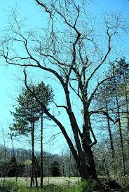 Attēlu rezultāti vaicājumam “Juglans cinerea”