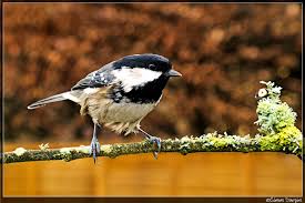 Attēlu rezultāti vaicājumam “Periparus ater adult”