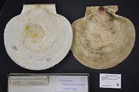 Image result for Placopecten magellanicus