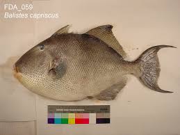 Image result for Balistes capriscus