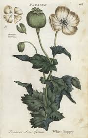 Attēlu rezultāti vaicājumam “Papaver somniferum”
