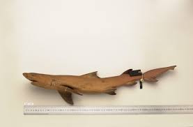 Image result for Negaprion acutidens