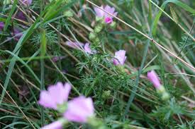 Image result for Malva moschata