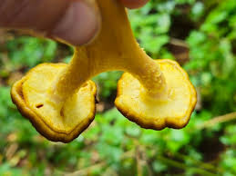 Attēlu rezultāti vaicājumam “Armillaria sp.”