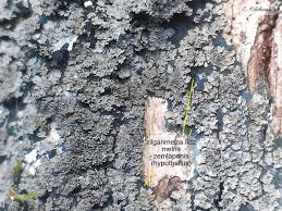 Attēlu rezultāti vaicājumam “Parmeliella triptophylla”