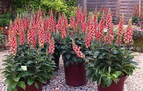 Image result for Fingerhut rot