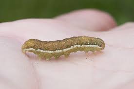 Attēlu rezultāti vaicājumam “Agrochola litura”