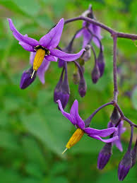 Attēlu rezultāti vaicājumam “Solanum dulcamara flower”