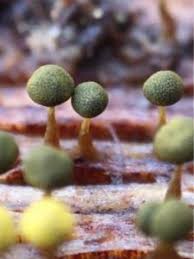 Attēlu rezultāti vaicājumam “Physarum sulphureum macro”