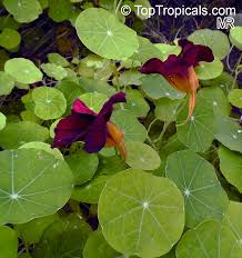 Image result for Tropaeolum minus
