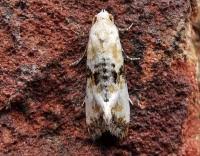 Attēlu rezultāti vaicājumam “Eupoecilia angustana”