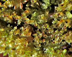 Attēlu rezultāti vaicājumam “Leiocolea rutheana cells”